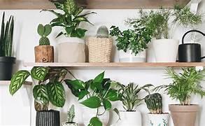 House Plants 101