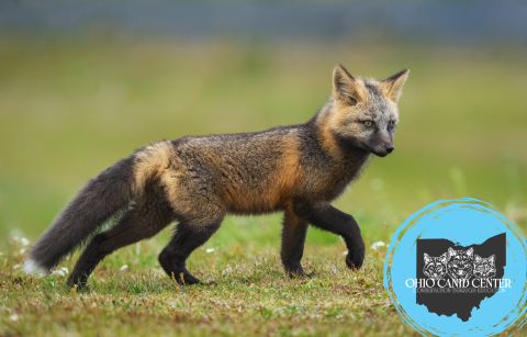 fox in the grass