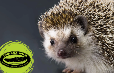 closeup of a hedgehog