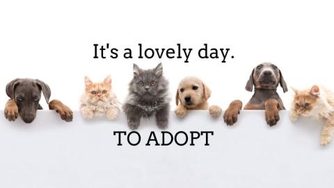 adoption poster