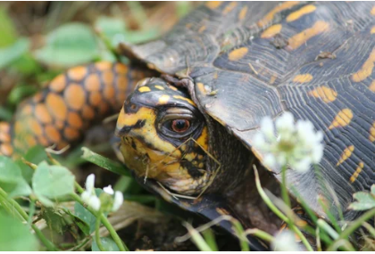 A western box turtle sitting in the grass and clover