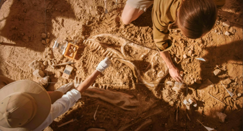 two scientists uncovering a fossil