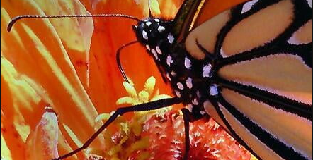 monarch butterfly on an orange flower