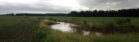 Auglaize County nature scene