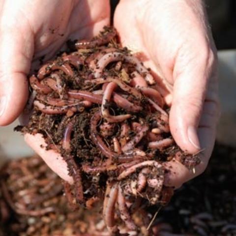 worms in someone's hand